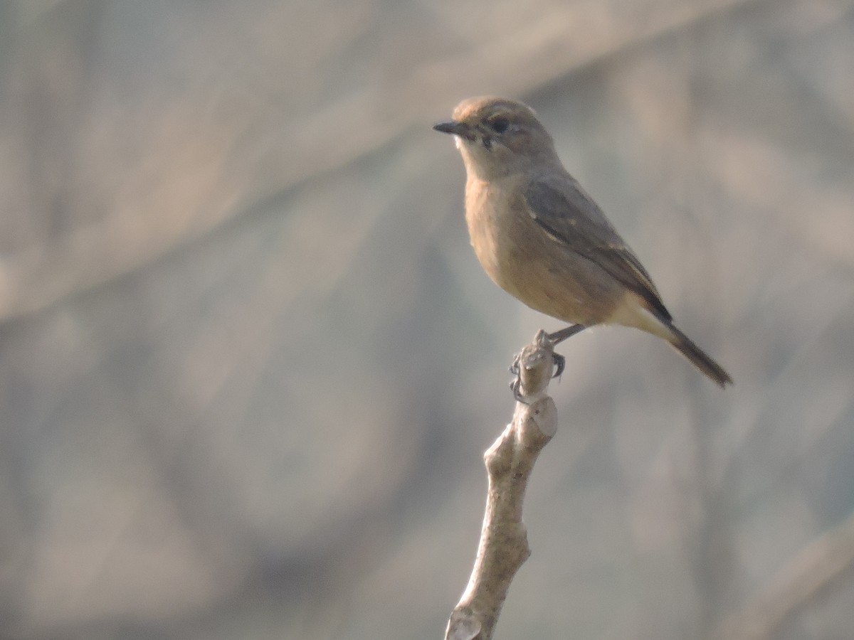 Brown Rock Chat - ML647745913