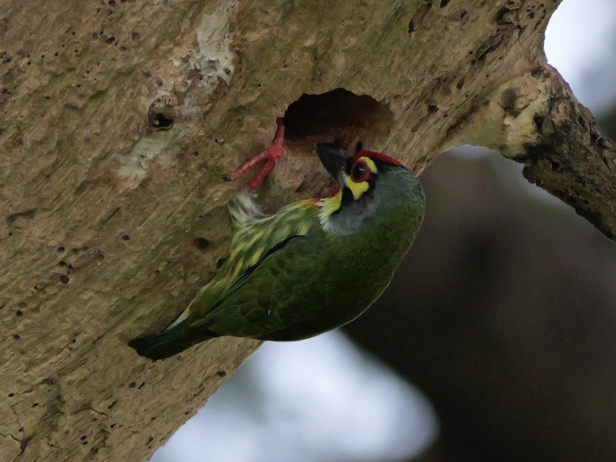 Coppersmith Barbet - ML647745915