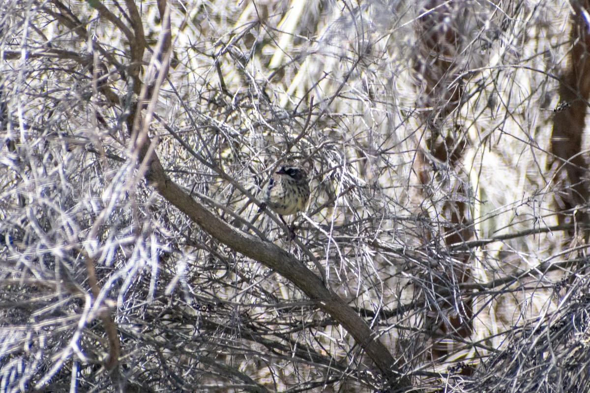 Spotted Scrubwren - ML647745917