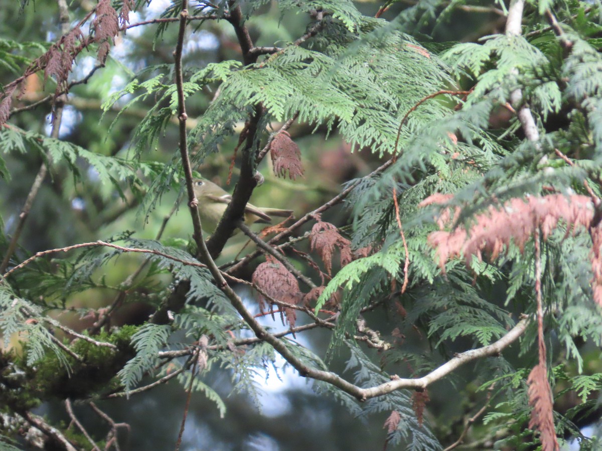 מלכילון אמריקני - ML647745918