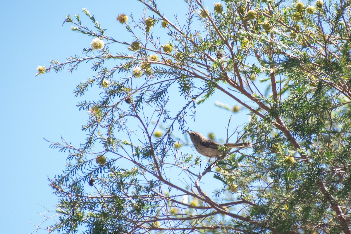 Inland Thornbill - ML647745919