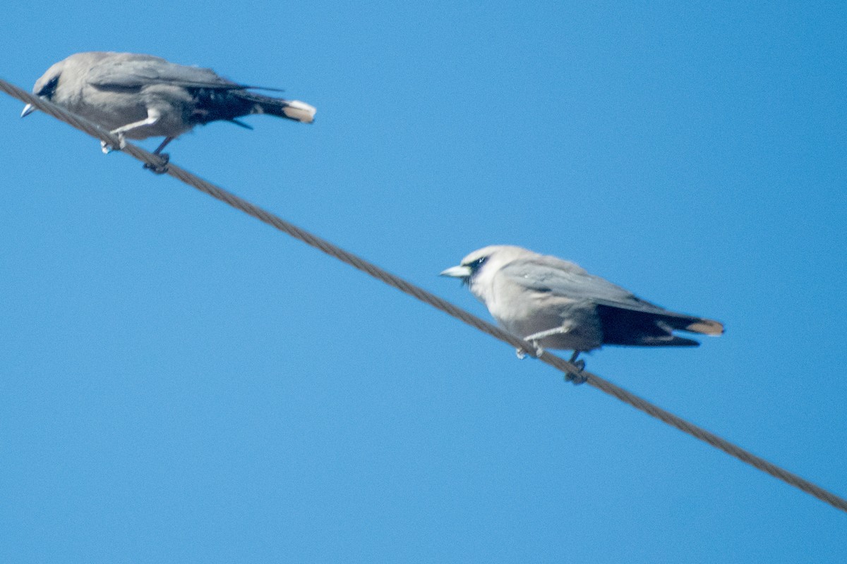 Black-faced Woodswallow - ML647745920