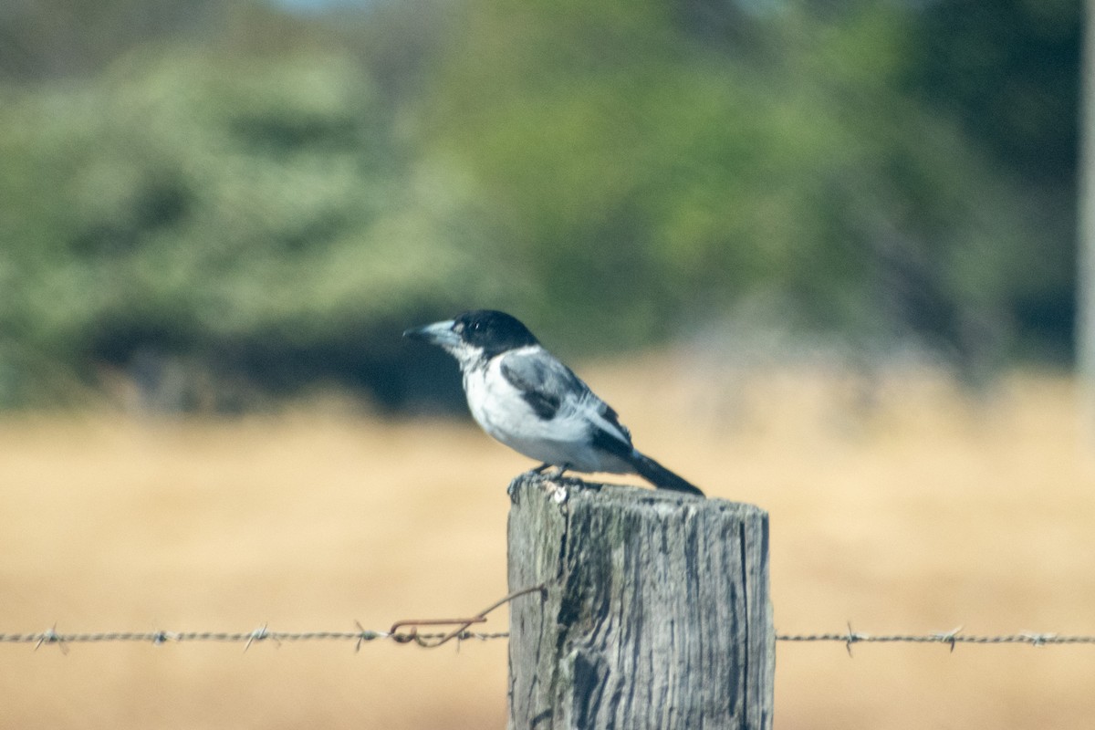 Gray Butcherbird - ML647745921