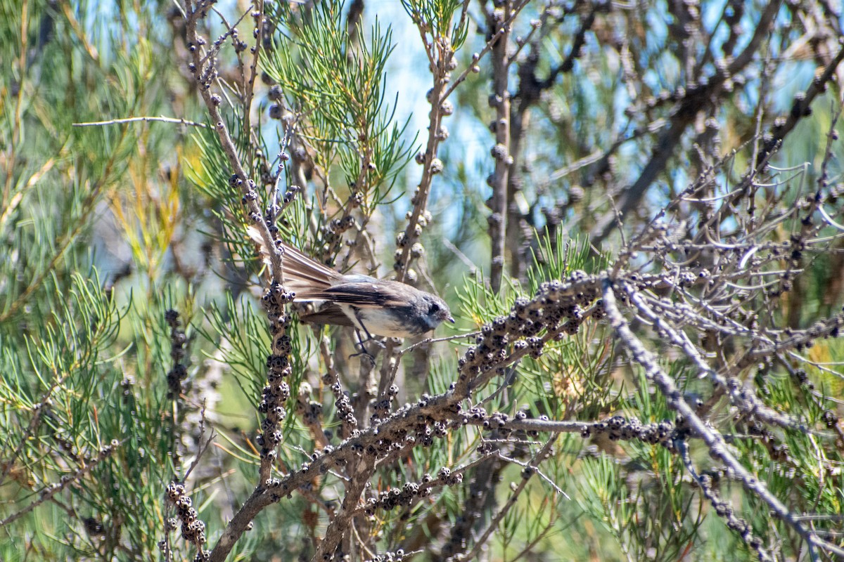 Gray Fantail - ML647745923