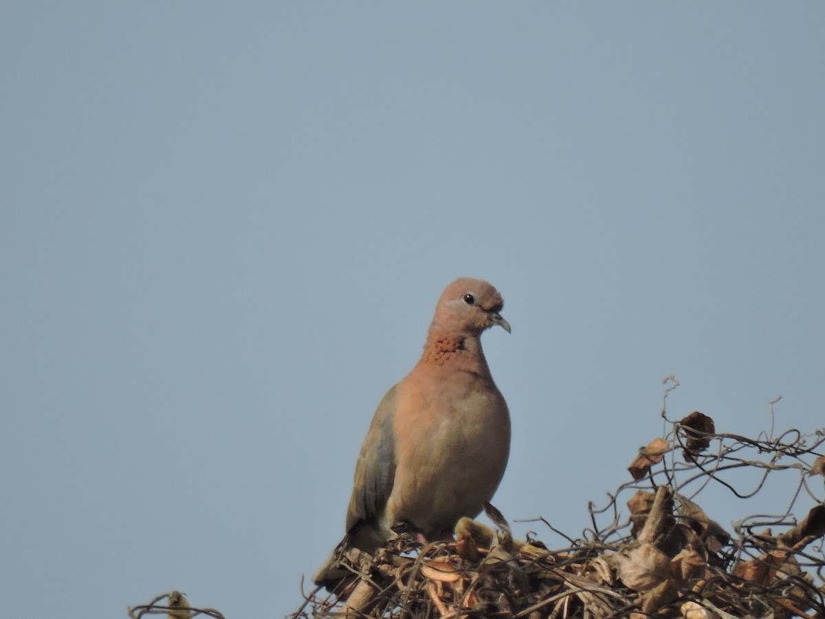 צוצלת - ML647745929