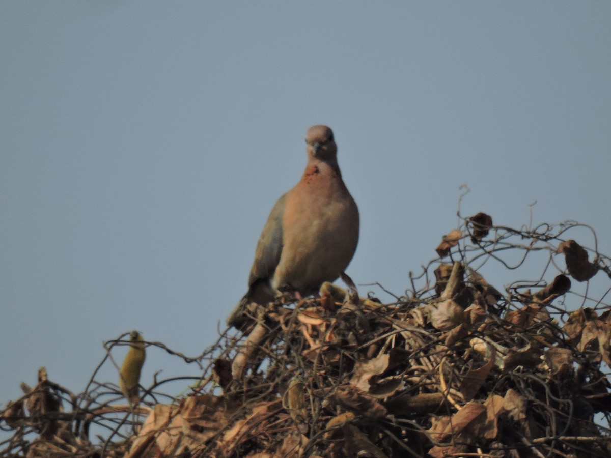 צוצלת - ML647745930