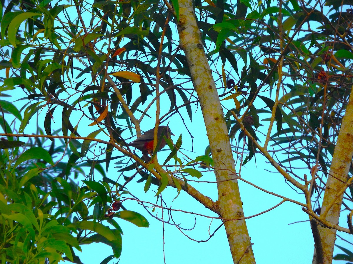 Chestnut-tailed Starling - ML647745935