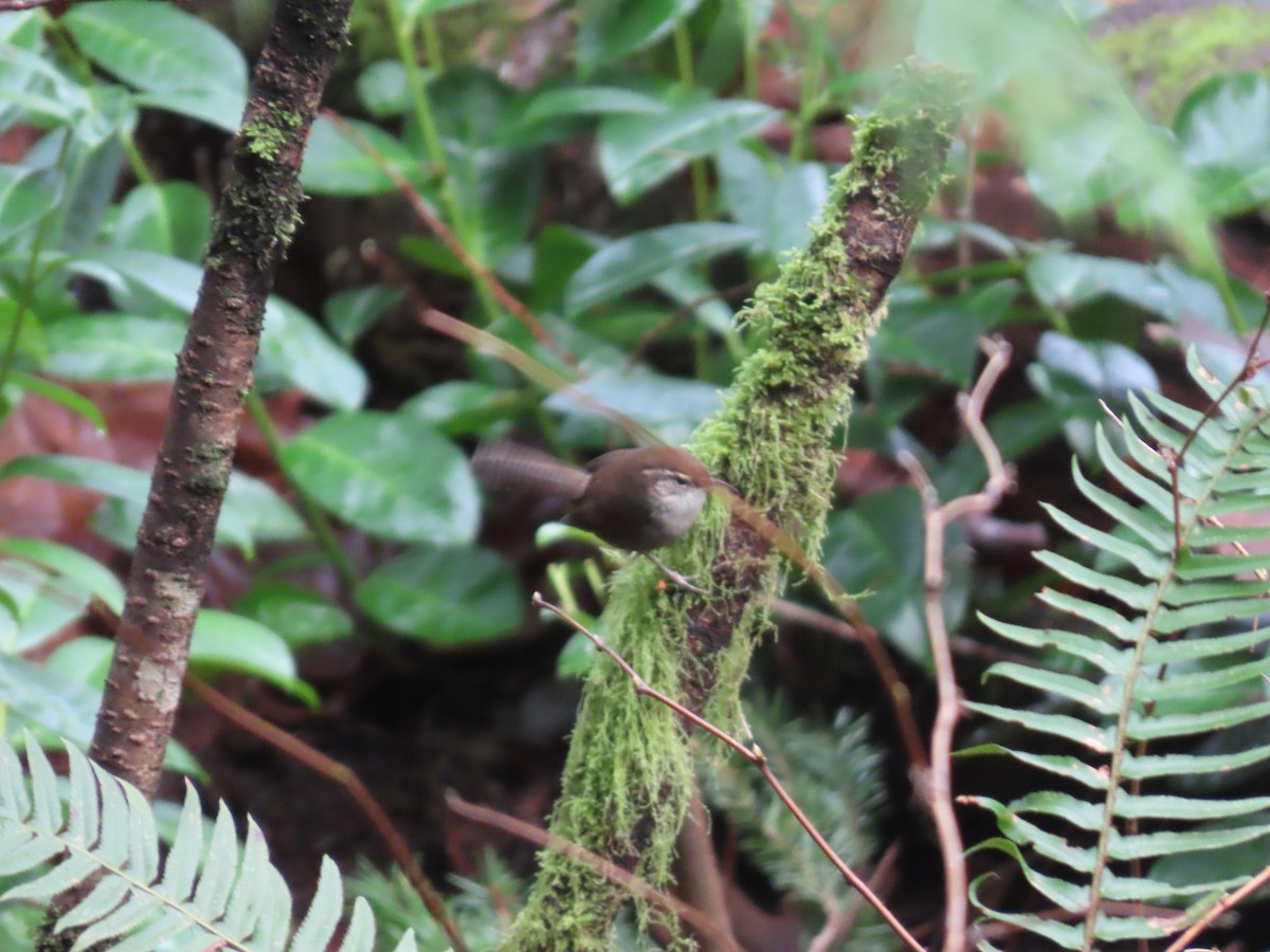 Bewick's Wren - ML647745943