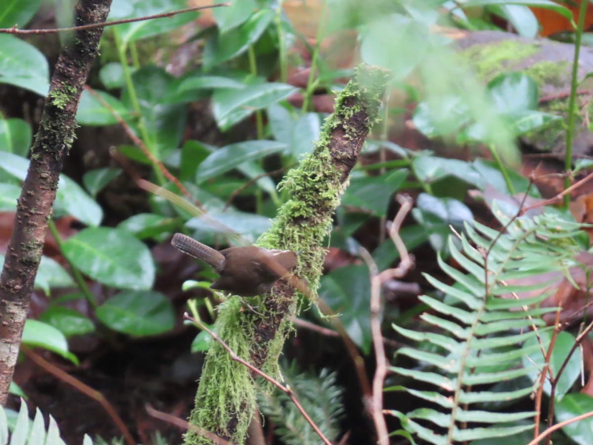 Bewick's Wren - ML647745945