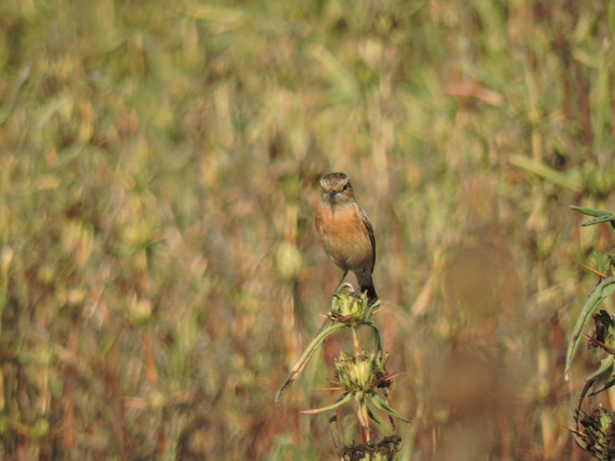Siberian Stonechat - ML647745946