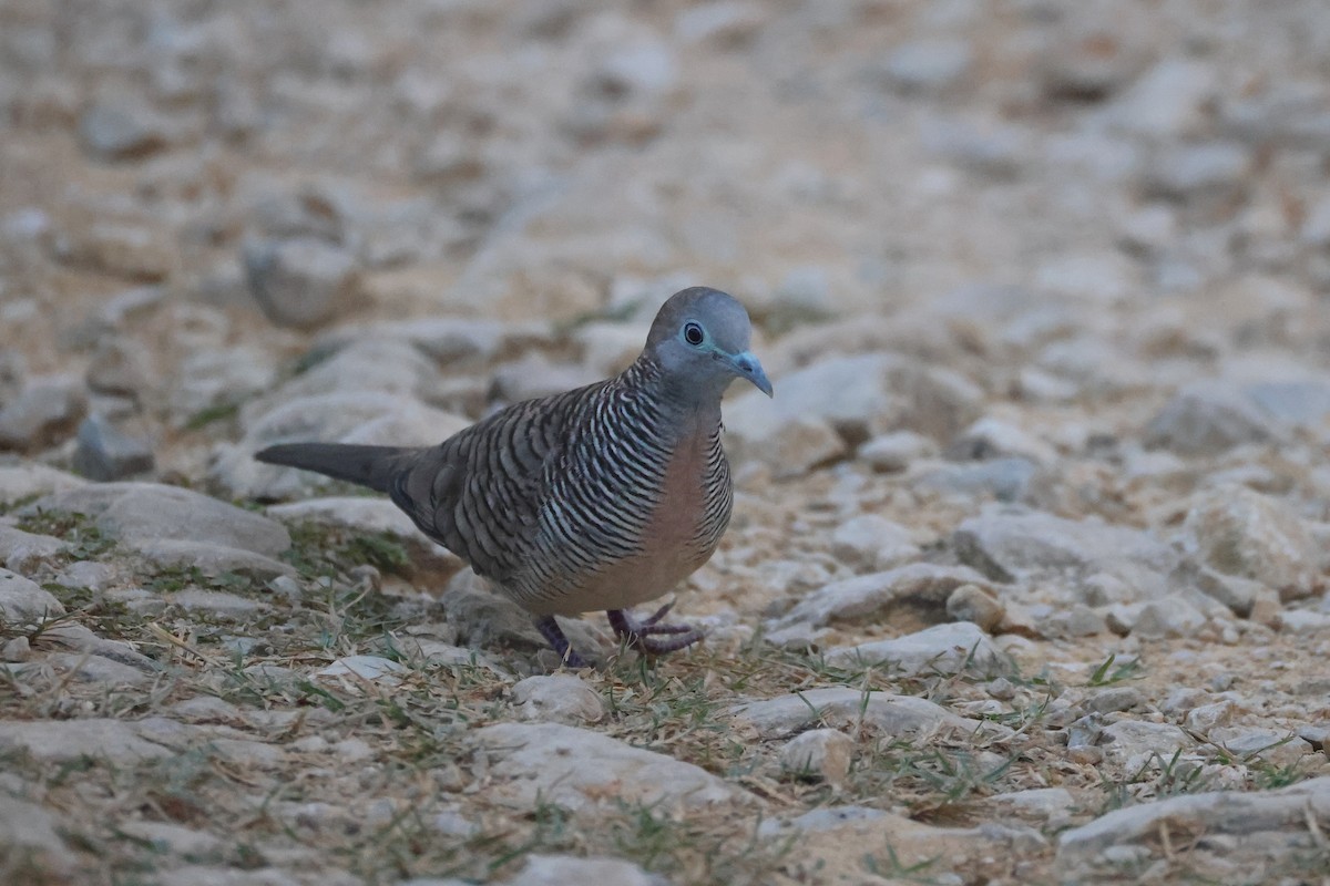 Zebra Dove - ML647745947