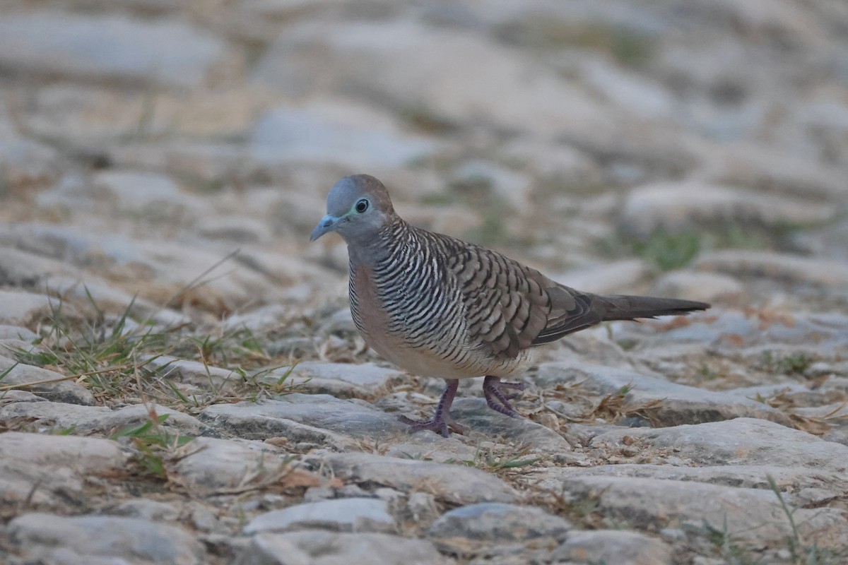 Zebra Dove - ML647745948