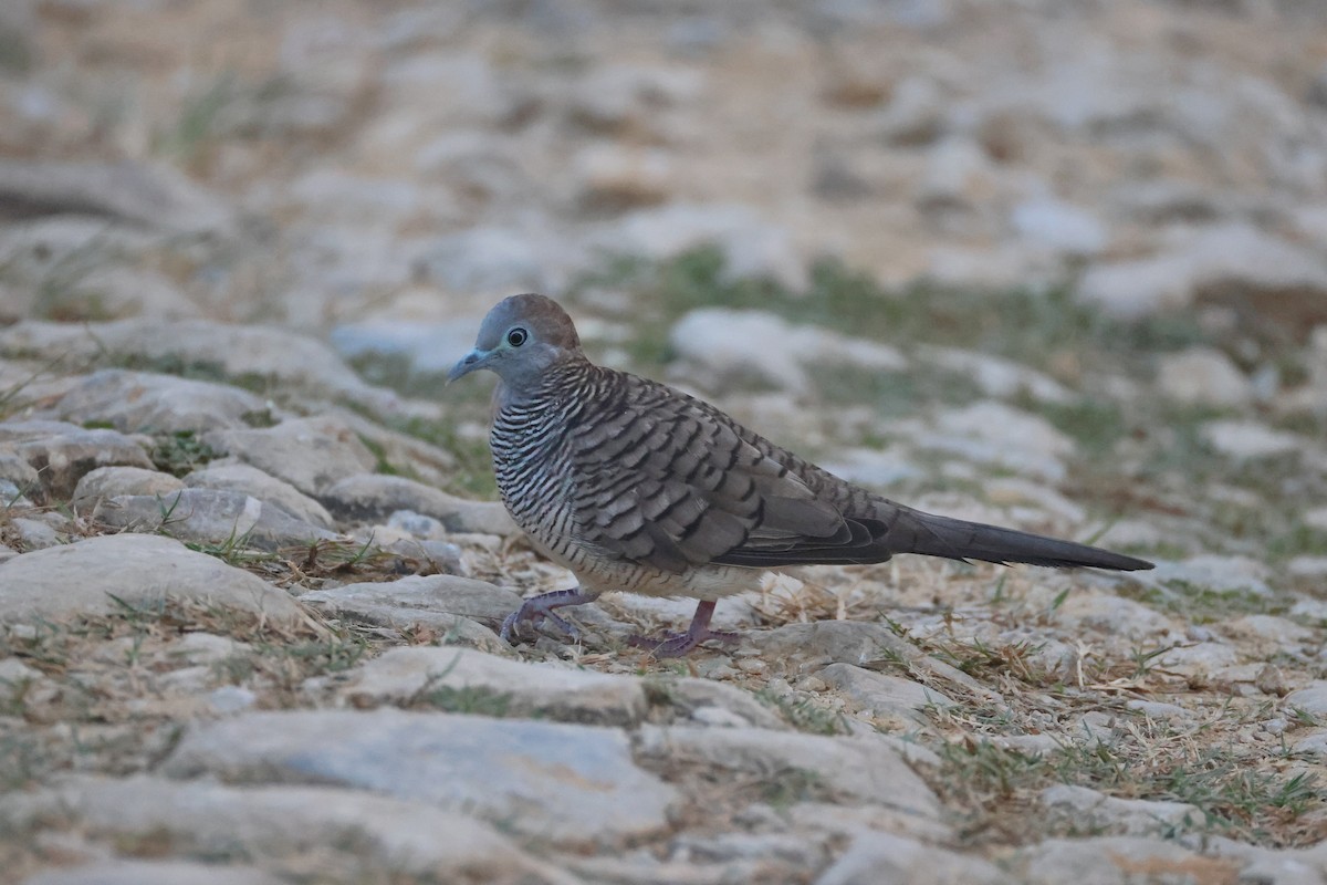 Zebra Dove - ML647745949