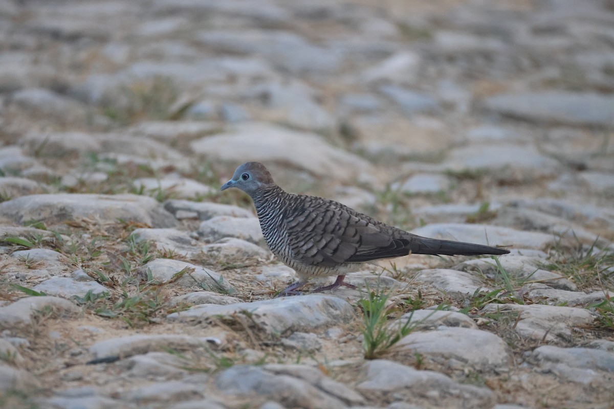 Zebra Dove - ML647745950