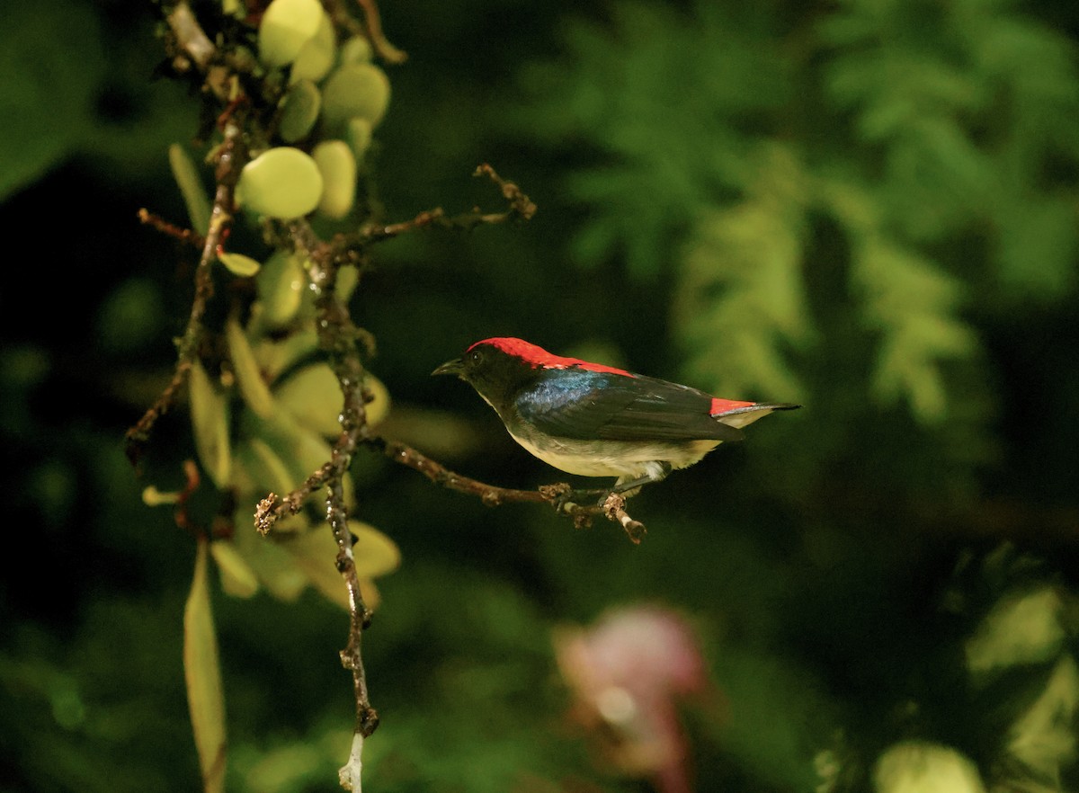 Scarlet-backed Flowerpecker - ML647745953
