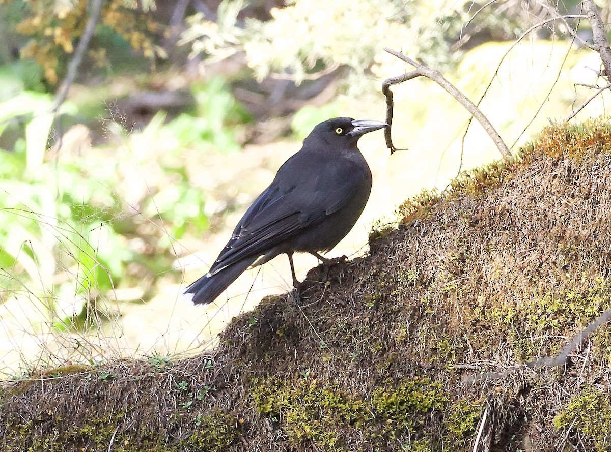 Black Currawong - ML647745954