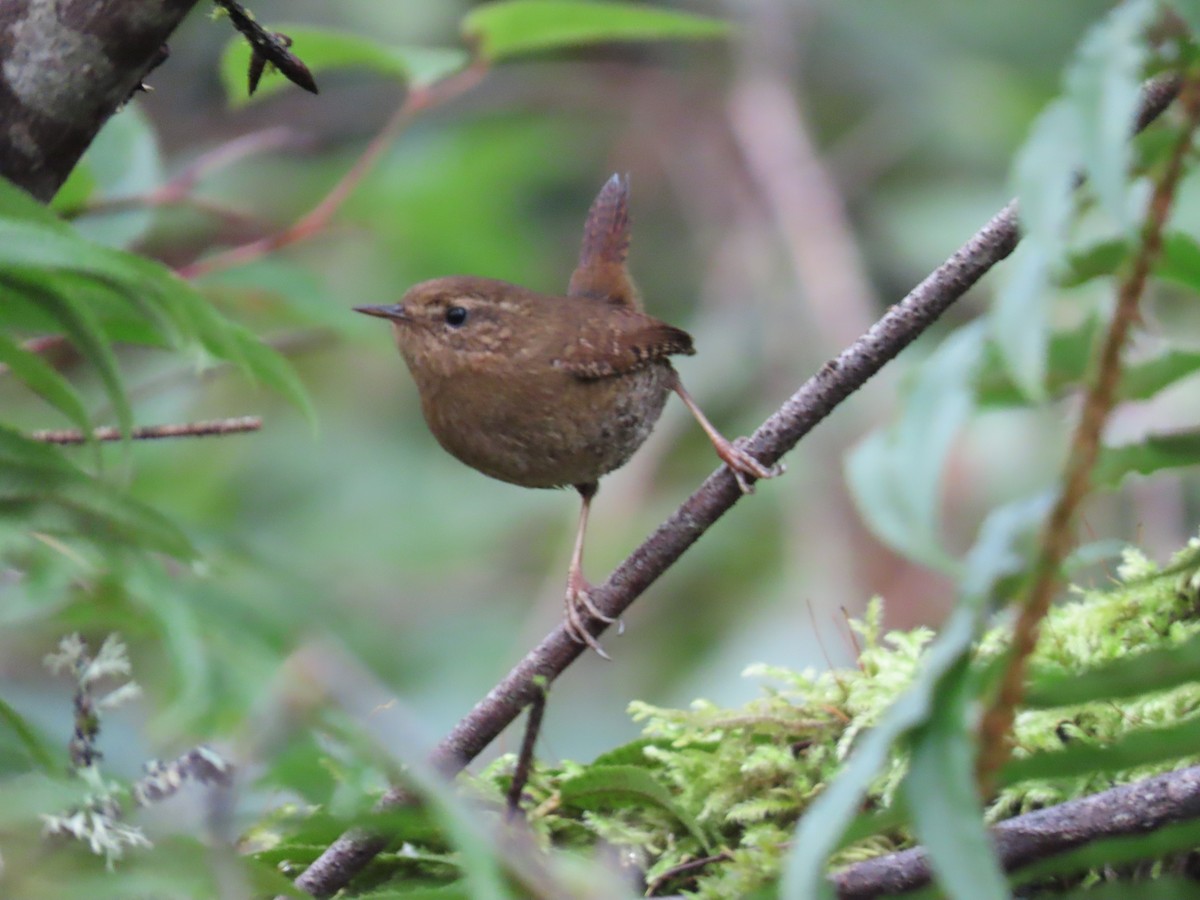 Pacific Wren - ML647745956