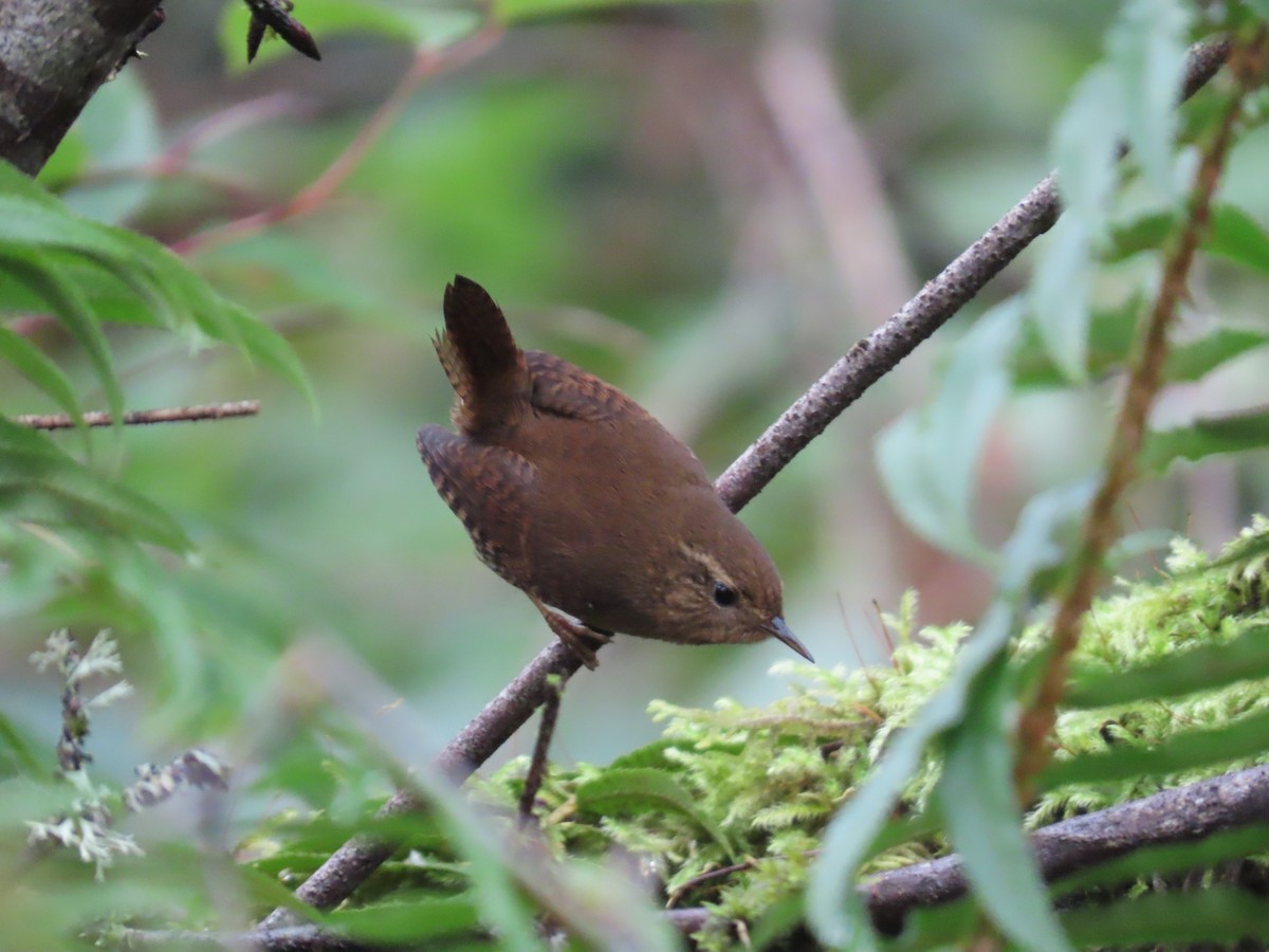 Pacific Wren - ML647745957
