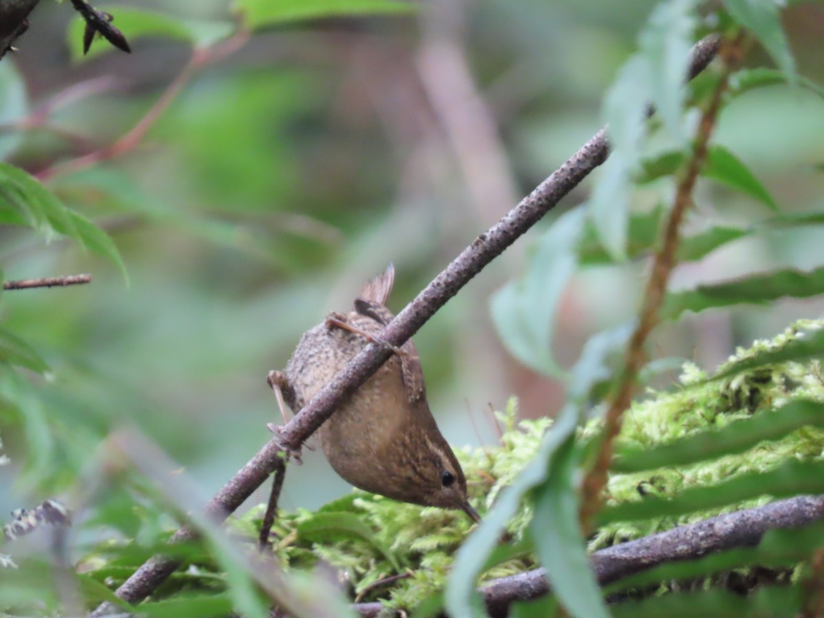 Pacific Wren - ML647745958