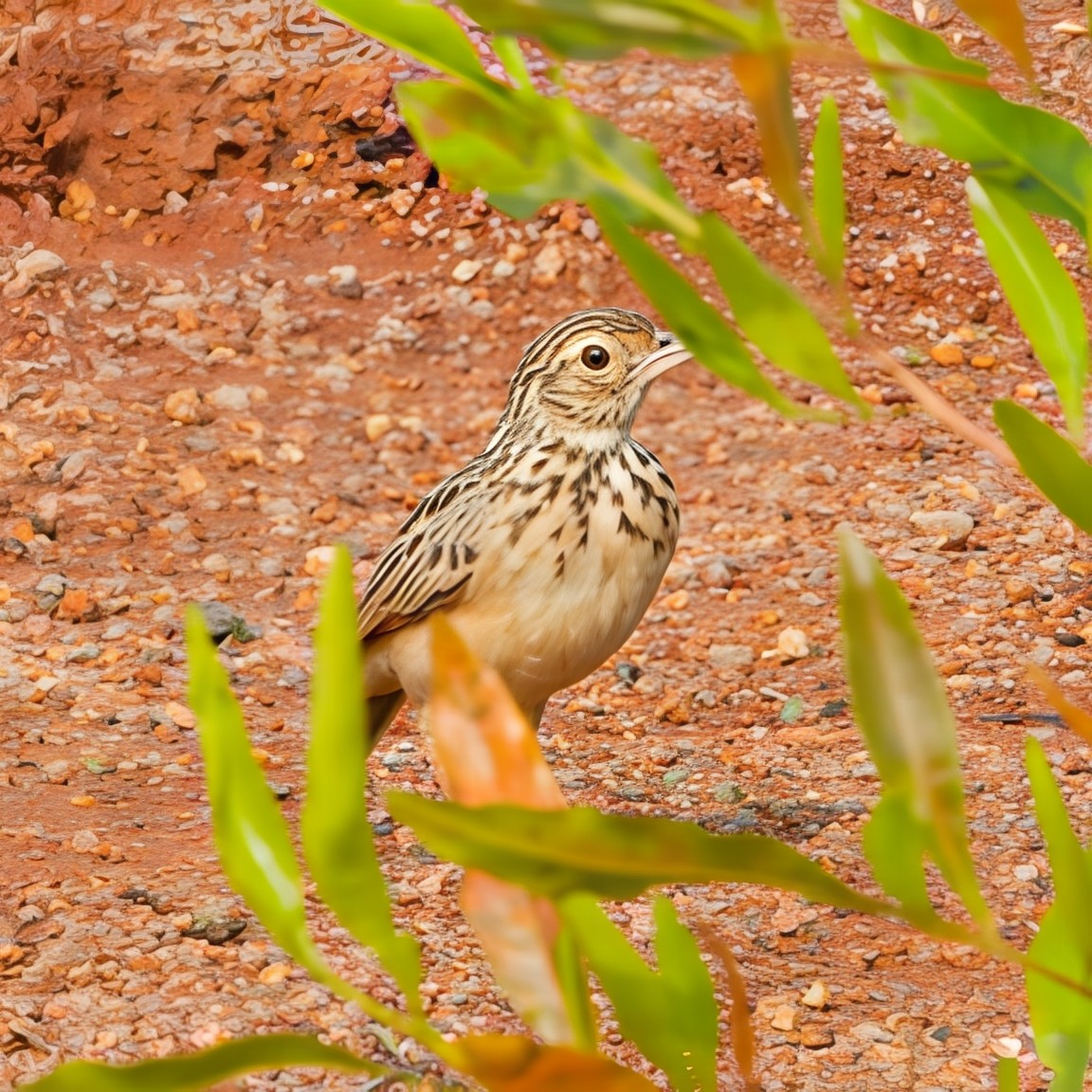 Jerdon's Bushlark - ML647745959
