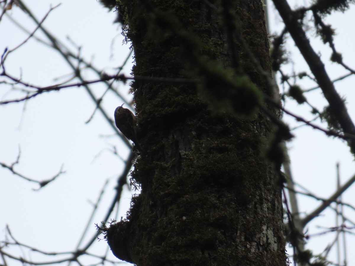 Brown Creeper - ML647745964