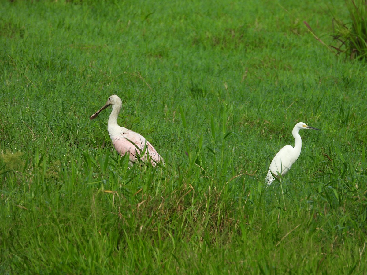 Roseate Spoonbill - ML647745965