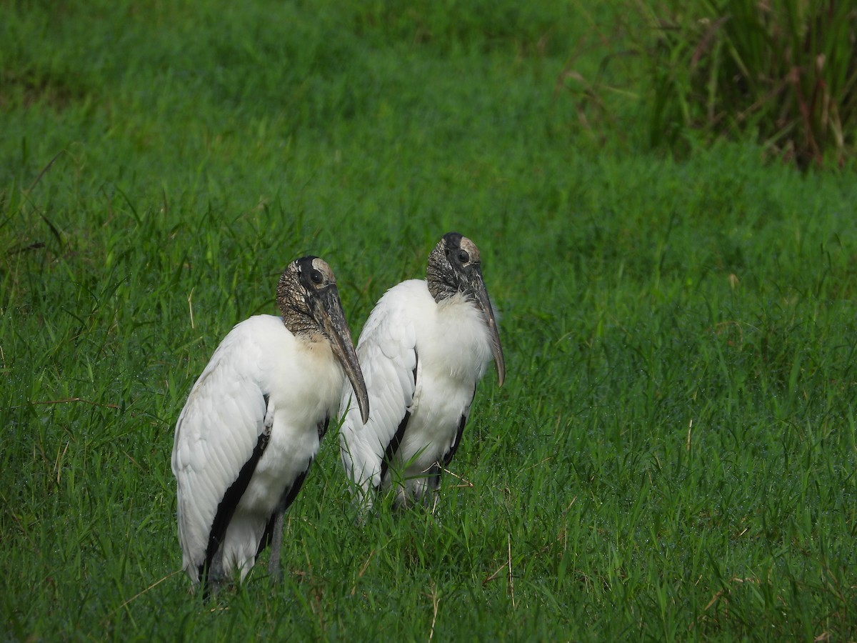 Wood Stork - ML647745966