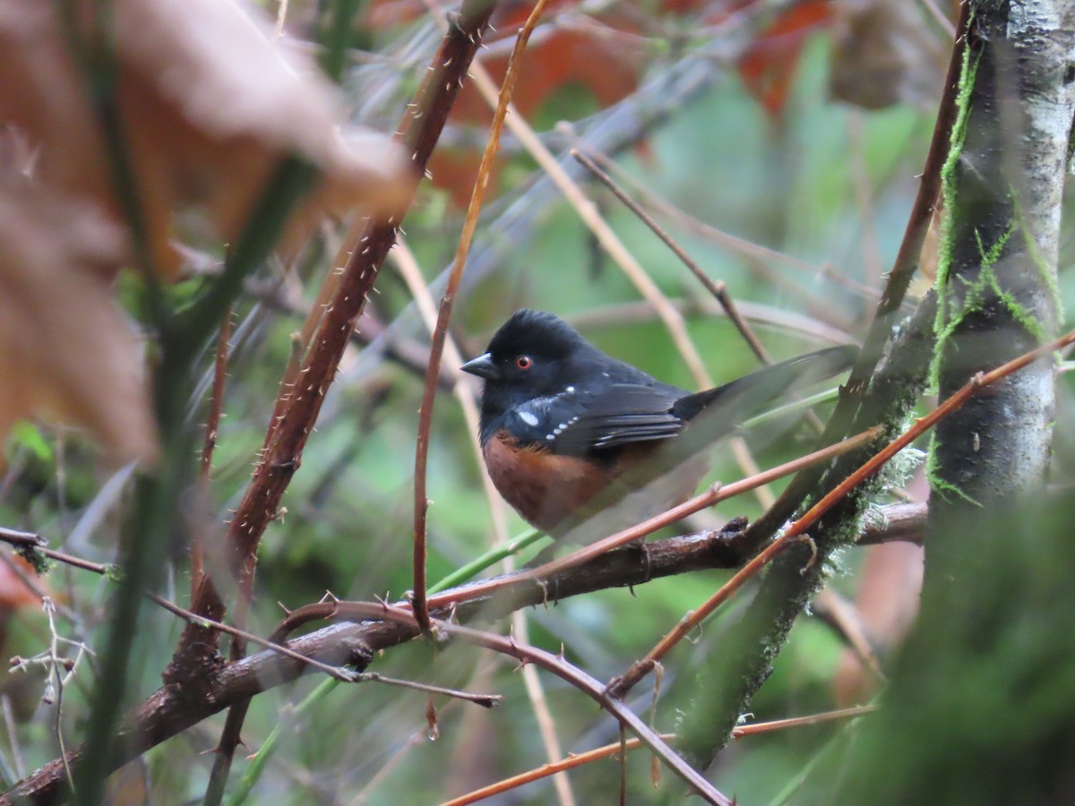 Spotted Towhee - ML647745967