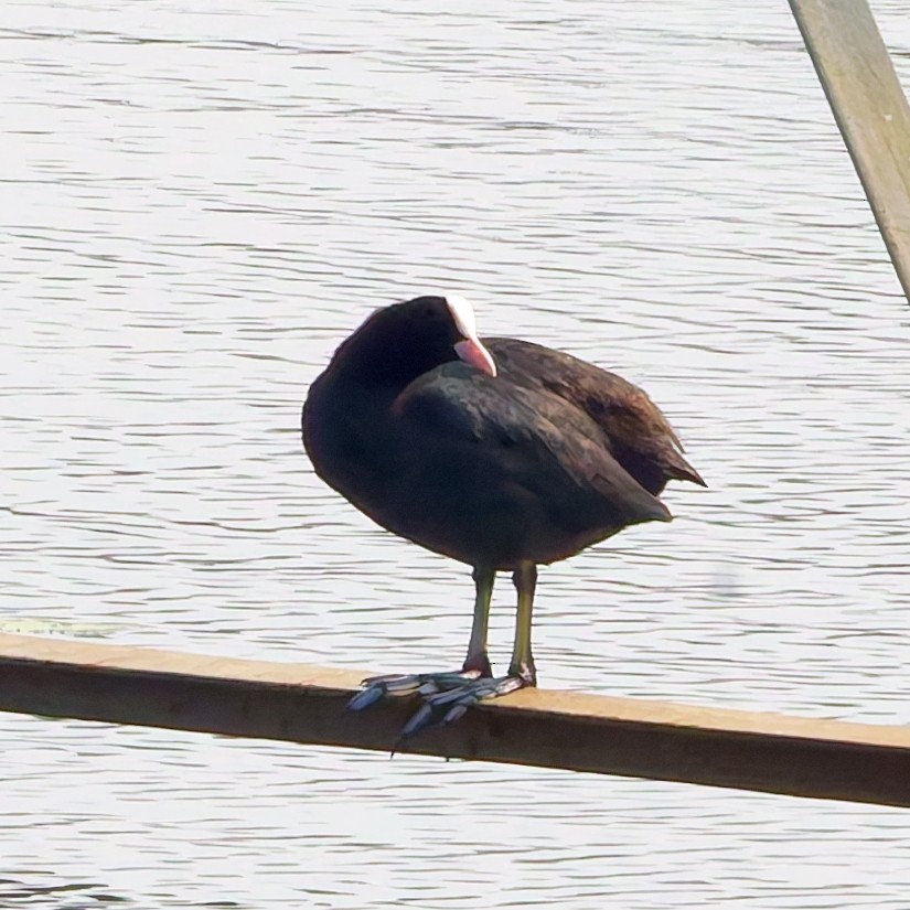 Eurasian Coot - ML647745970