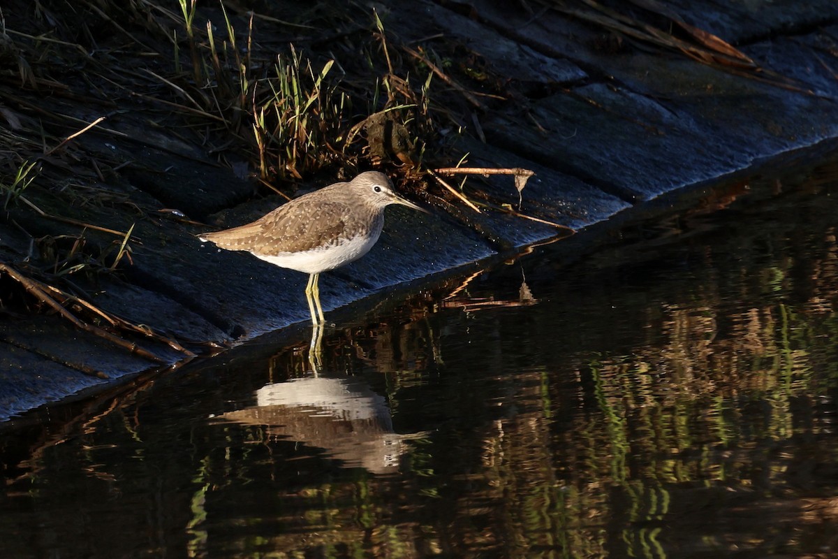 Green Sandpiper - ML647745971