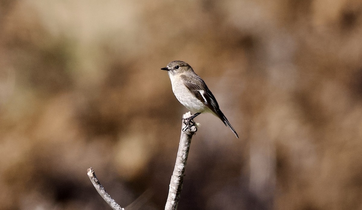 Flame Robin - ML647745973