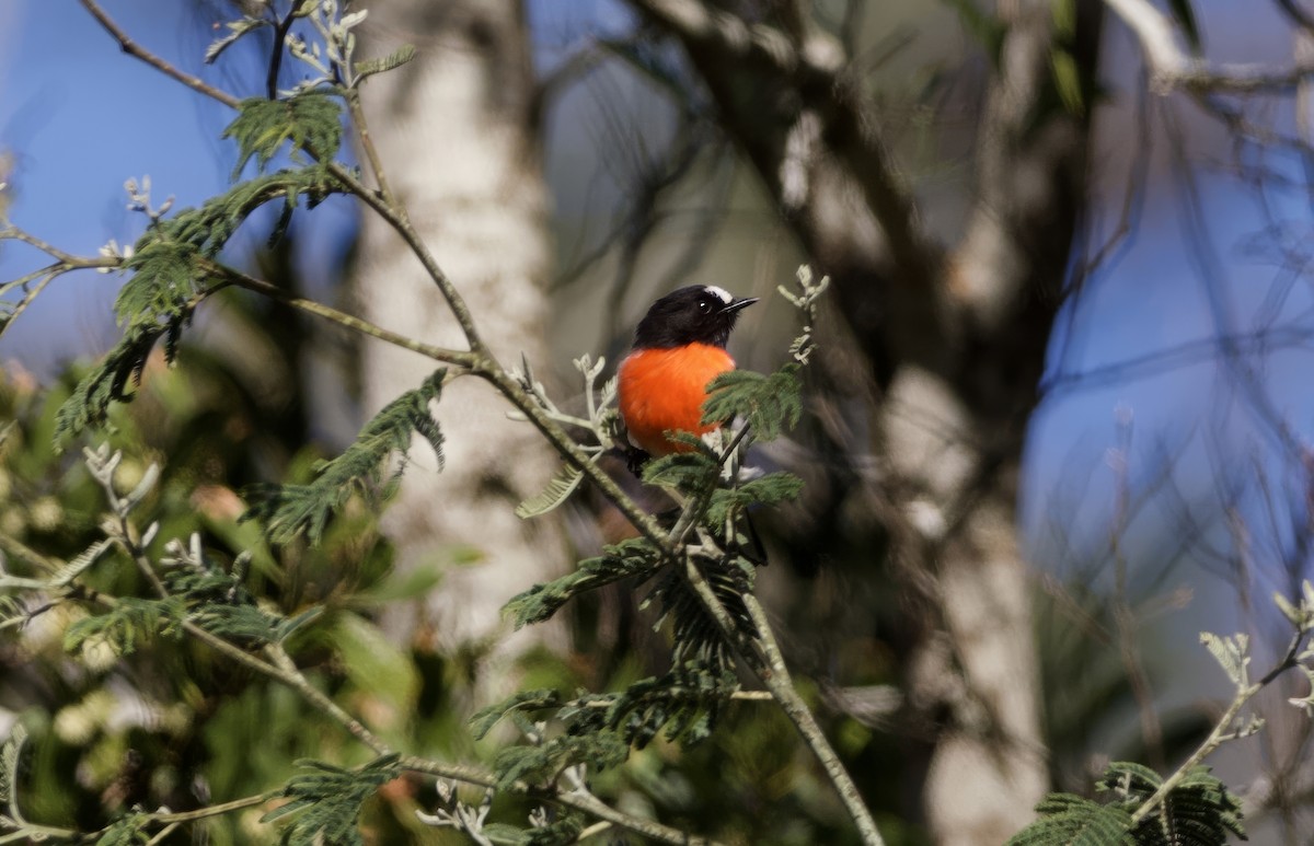 Flame Robin - ML647745976