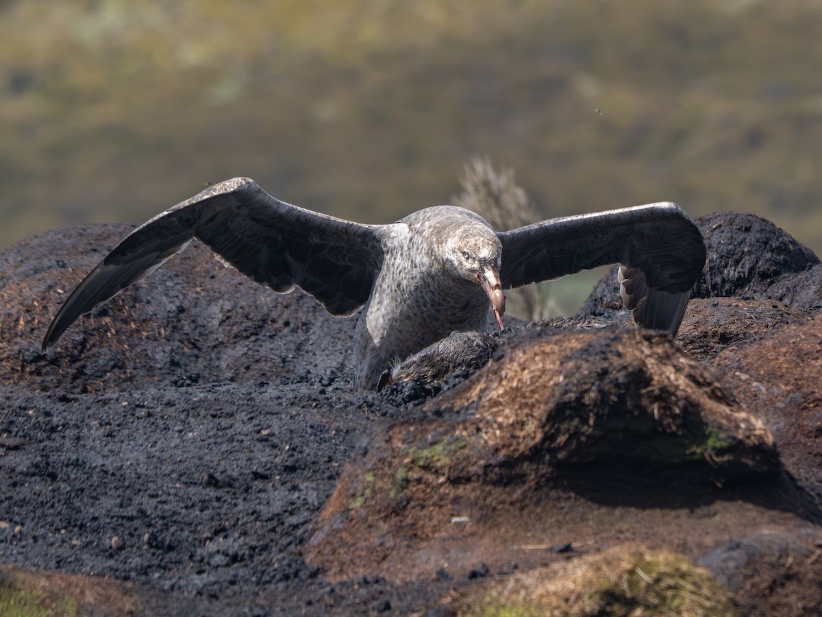 Kuzey Dev Fırtınakuşu - ML647745978