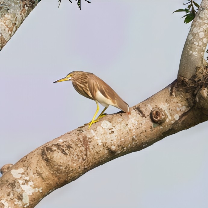 Indian Pond-Heron - ML647746002