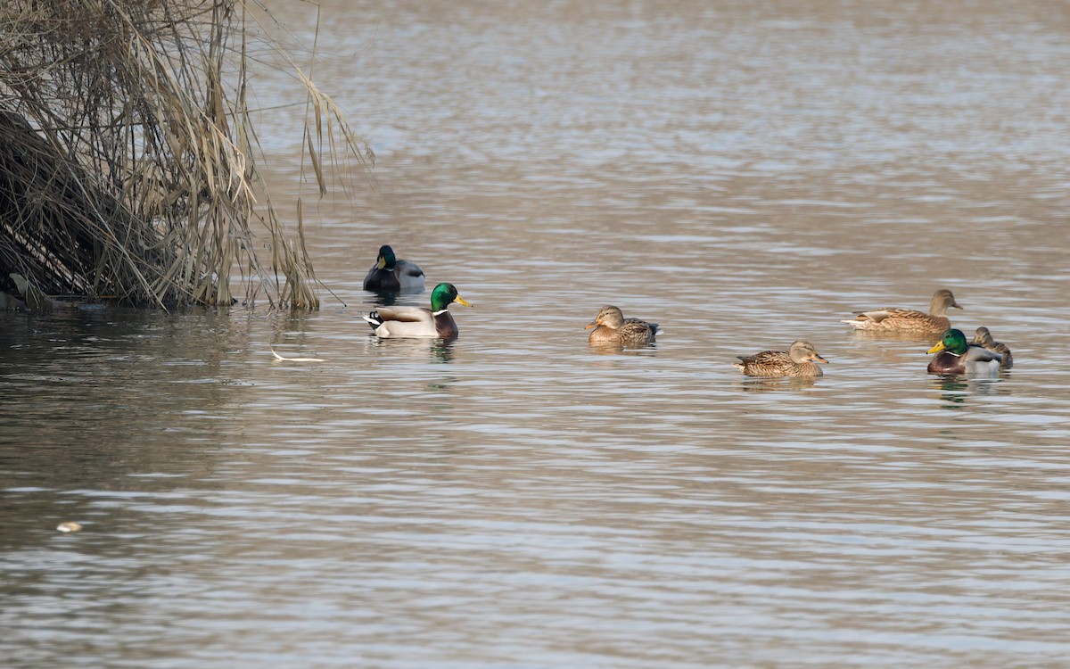 stokkand - ML647746026