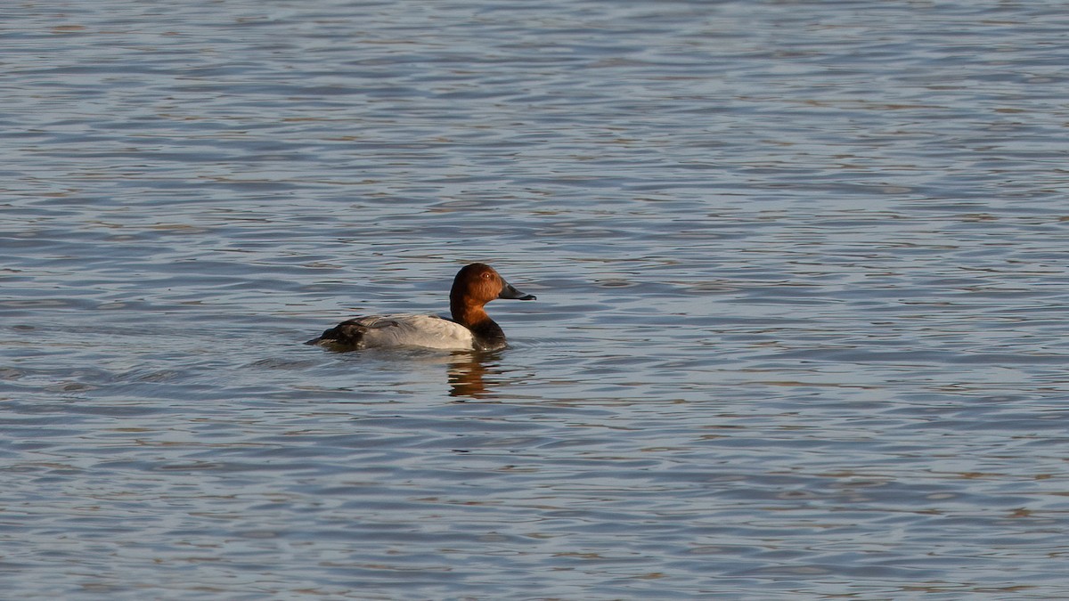 taffeland - ML647746038