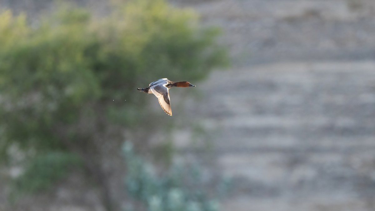 taffeland - ML647746040