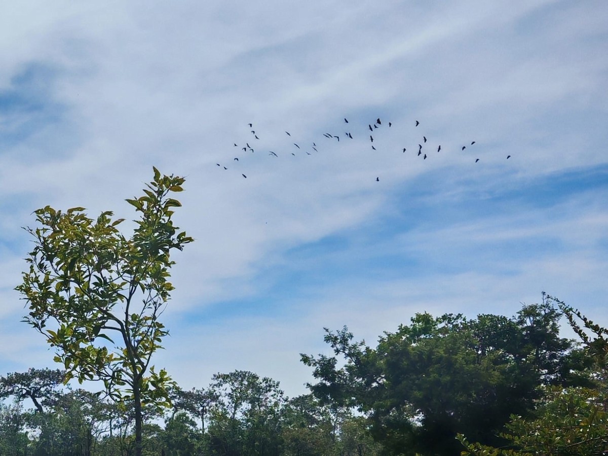 blånakkeibis - ML647746042