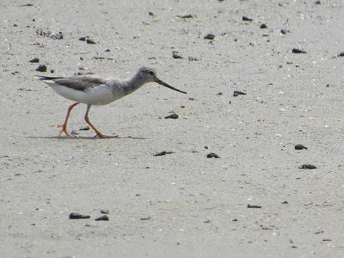 tereksnipe - ML647746044