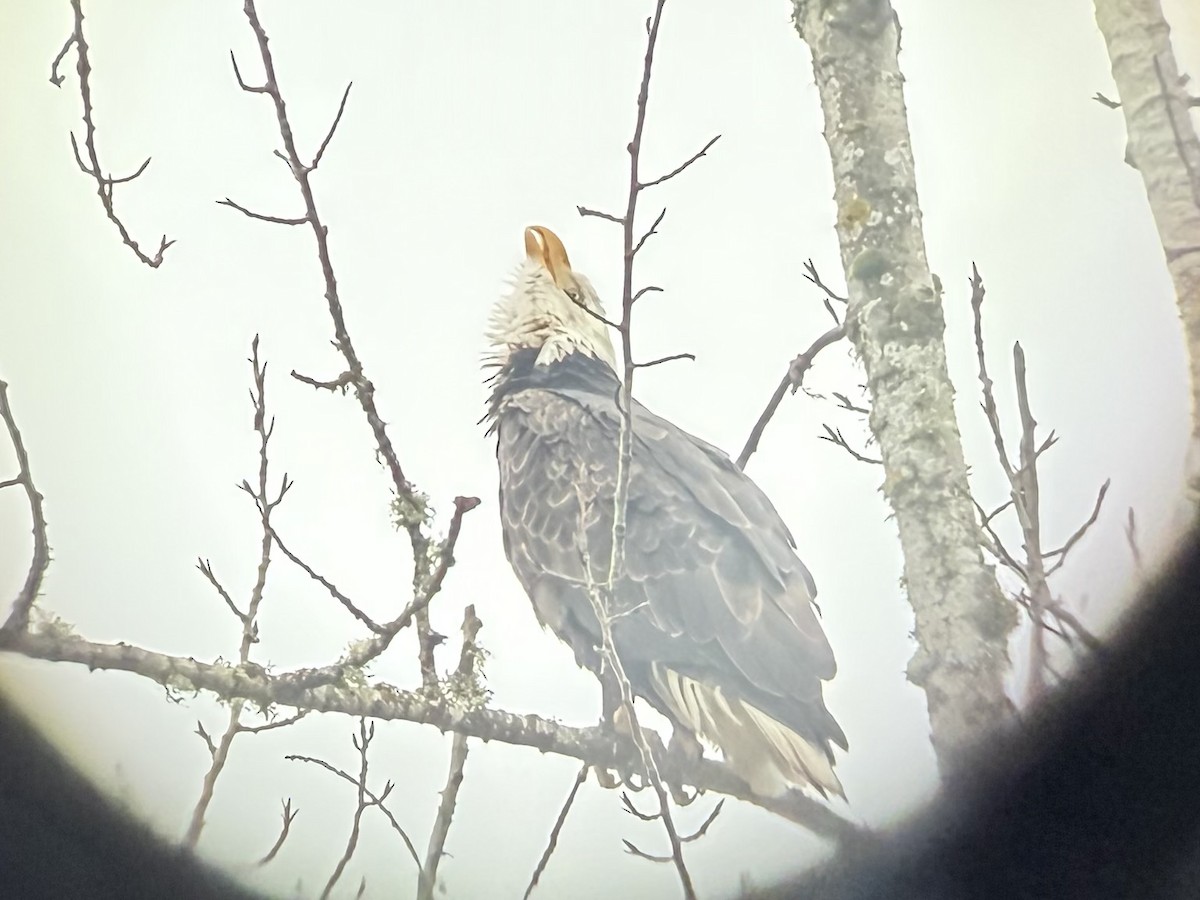 hvithodehavørn - ML647746046