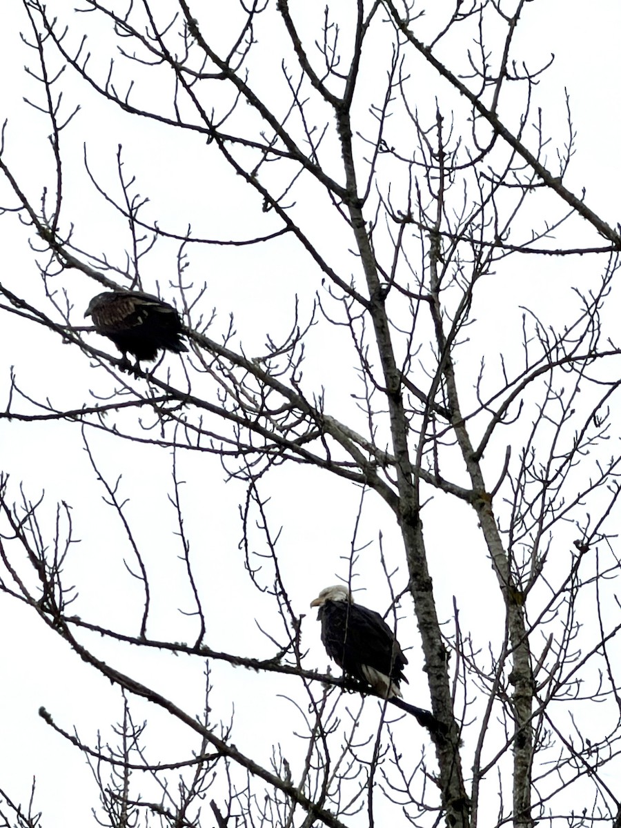 hvithodehavørn - ML647746047