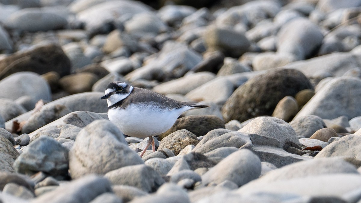 langnebblo - ML647746049