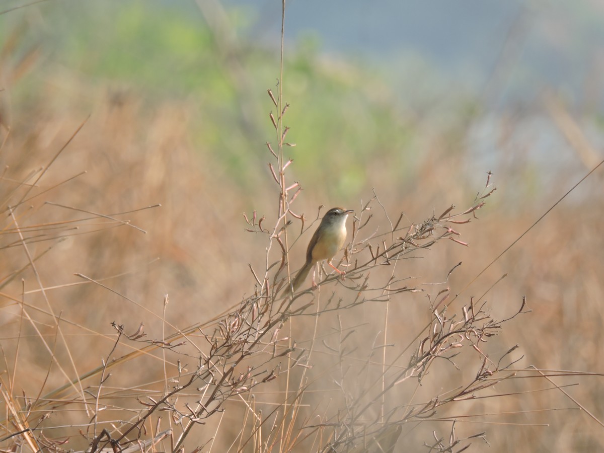 gråprinia - ML647746051