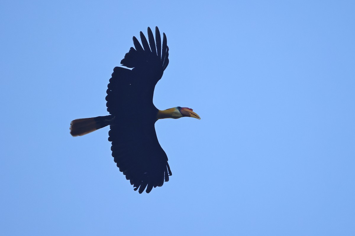 rynkehornfugl - ML647746052