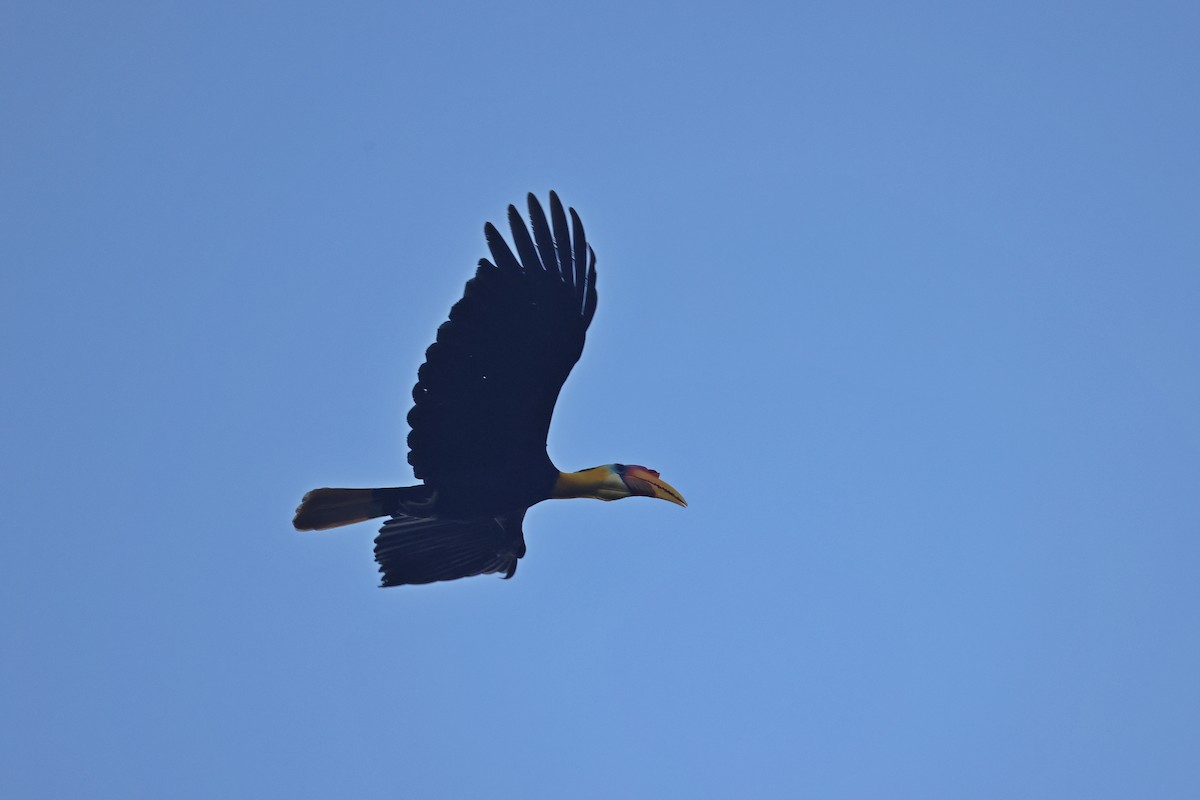 rynkehornfugl - ML647746054