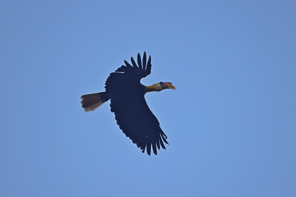 rynkehornfugl - ML647746056