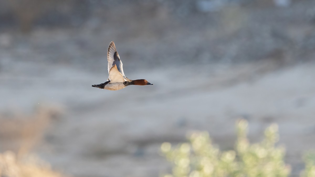 taffeland - ML647746058