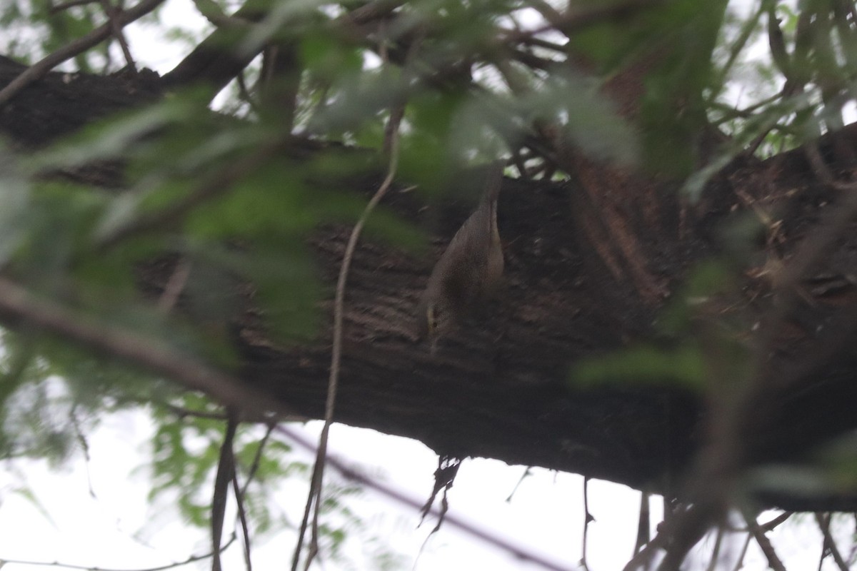 steinsanger - ML647746059