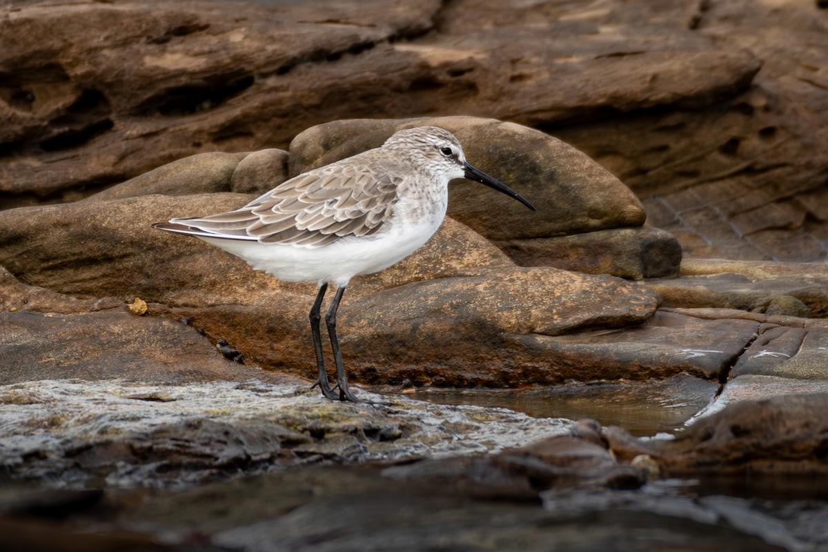 tundrasnipe - ML647746060