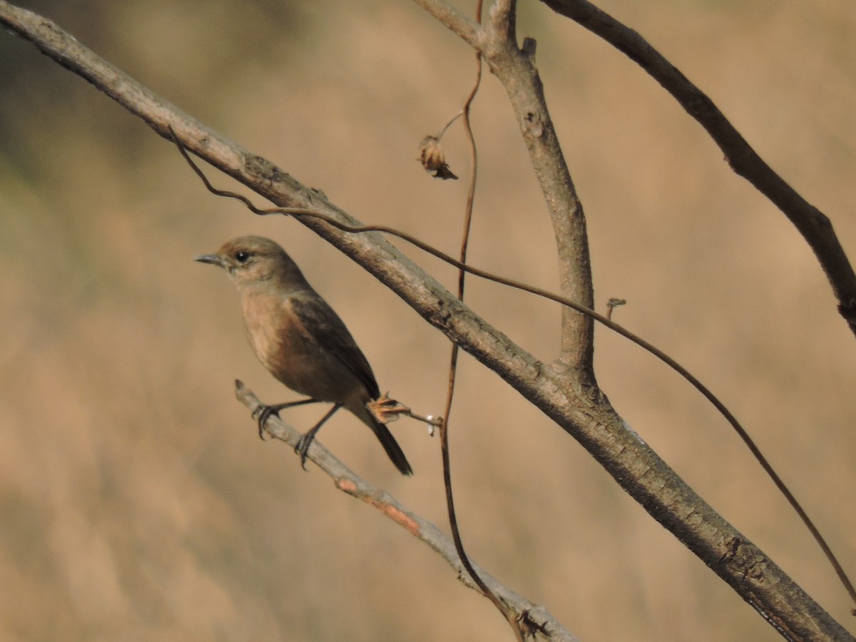 brunskvett - ML647746062